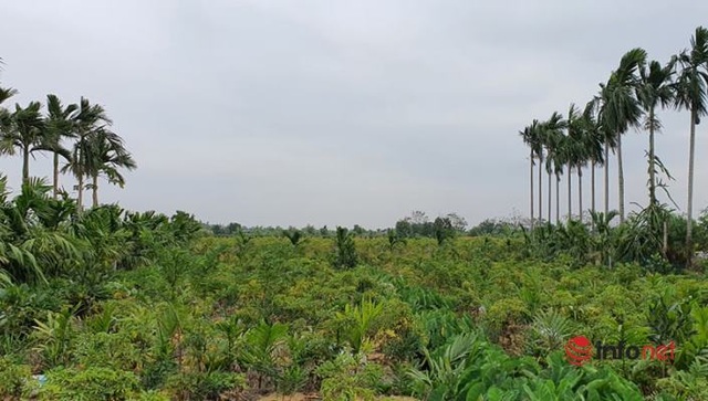 Nhân sâm quý hơn vàng thất sủng, rẻ như... rau muống - 1 Nhân sâm quý hơn vàng thất sủng, rẻ như... rau muống - 1