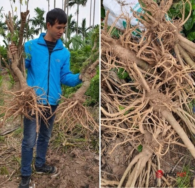 Nhân sâm quý hơn vàng thất sủng, rẻ như... rau muống - 2 Nhân sâm quý hơn vàng thất sủng, rẻ như... rau muống - 2