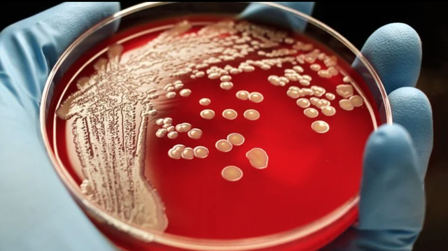 Phát hiện hơn 12.000 loài vi khuẩn hoàn toàn mới - 1