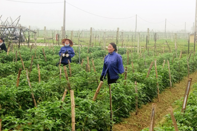 Nông dân xót xa cảnh hoang tàn của vựa rau lớn nhất Hà Tĩnh - 1 Nông dân xót xa cảnh hoang tàn của vựa rau lớn nhất Hà Tĩnh - 1