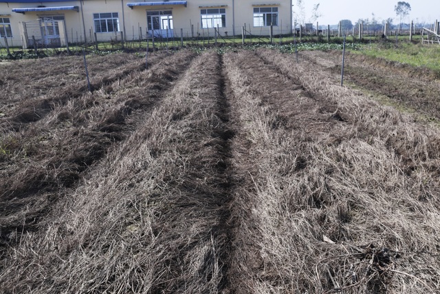 Nông dân xót xa cảnh hoang tàn của vựa rau lớn nhất Hà Tĩnh - 3 Nông dân xót xa cảnh hoang tàn của vựa rau lớn nhất Hà Tĩnh - 3