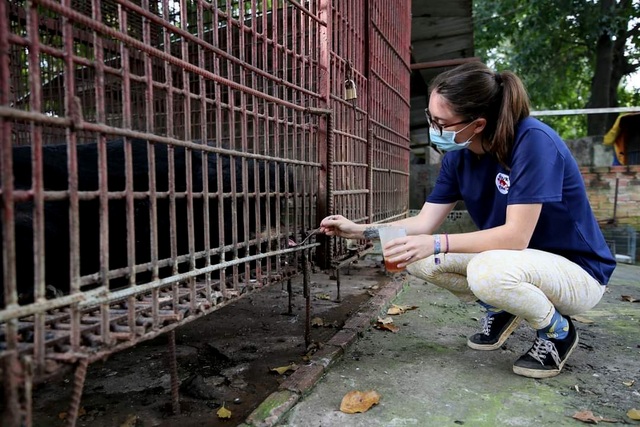 7 cá thể gấu được giải cứu sau gần 20 năm bị nuôi nhốt - 4