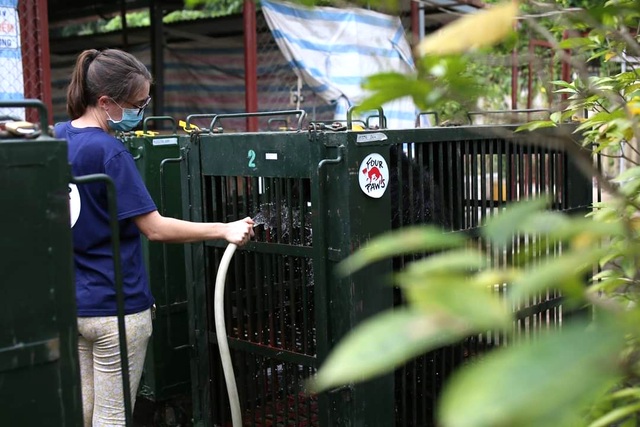7 cá thể gấu được giải cứu sau gần 20 năm bị nuôi nhốt - 5 7 cá thể gấu được giải cứu sau gần 20 năm bị nuôi nhốt - 5