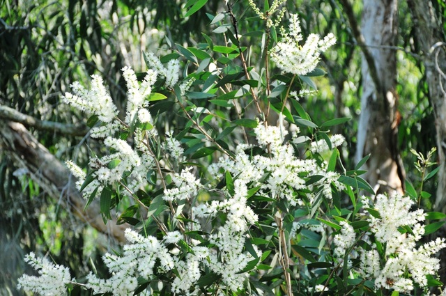 Tra Su Melaleuca Forest - Great view of the western floating season - 7