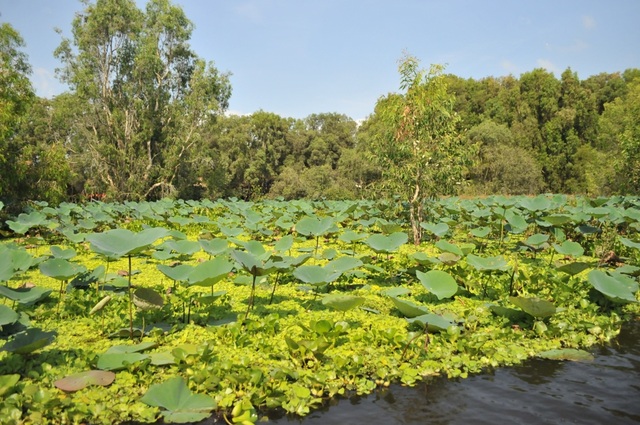 Tra Su Melaleuca Forest - Great view of the western floating season - 5