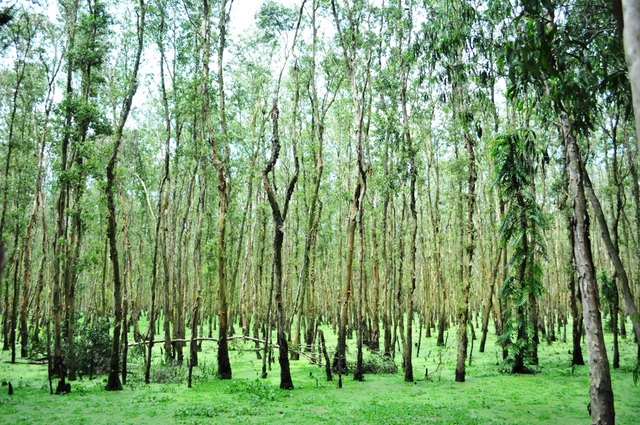 Tra Su Melaleuca Forest - Great view of the western floating season - 6