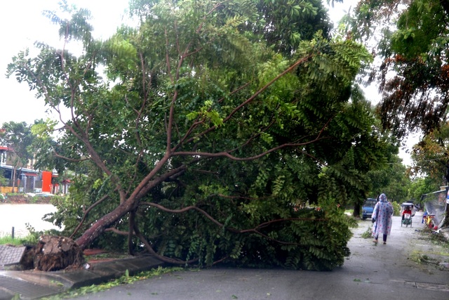 Tàu chìm, nhà sập, trường học tốc mái, cây xanh ngã đổ trong bão số 13 - 24