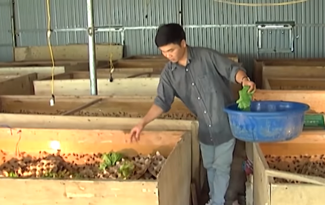 Bỏ nghề luật sư về làm “vua côn trùng” đất Bắc, thu tiền tỷ mỗi năm - 1 Bỏ nghề luật sư về làm “vua côn trùng” đất Bắc, thu tiền tỷ mỗi năm - 1