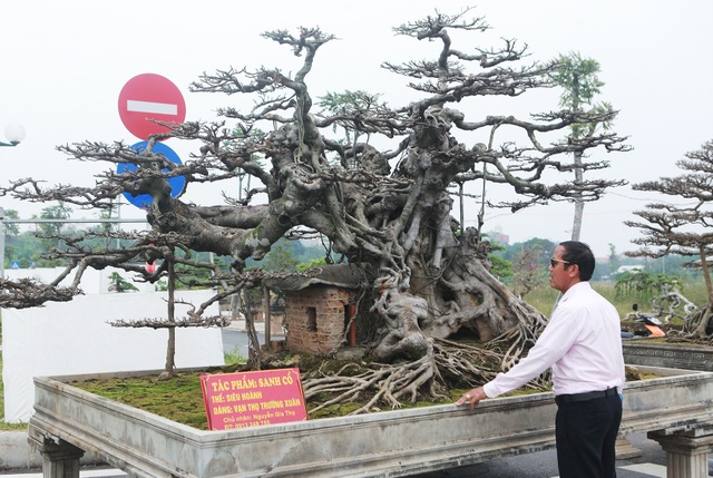 Đã mắt với vẻ kỳ quái, hầm hố của “siêu cây, trả bao nhiêu cũng không bán - 1 Đã mắt với vẻ kỳ quái, hầm hố của “siêu cây, trả bao nhiêu cũng không bán - 1