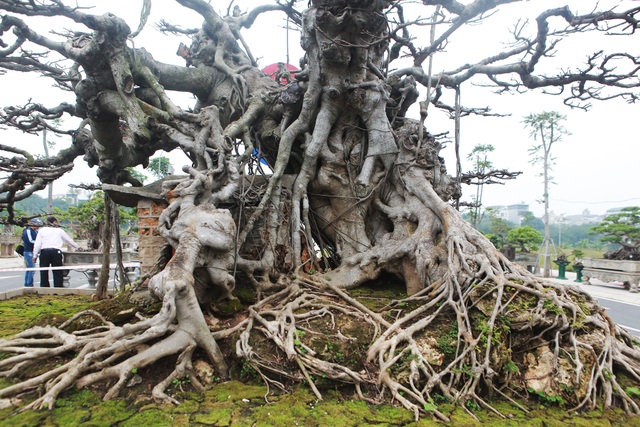Đã mắt với vẻ kỳ quái, hầm hố của “siêu cây, trả bao nhiêu cũng không bán - 3 Đã mắt với vẻ kỳ quái, hầm hố của “siêu cây, trả bao nhiêu cũng không bán - 3