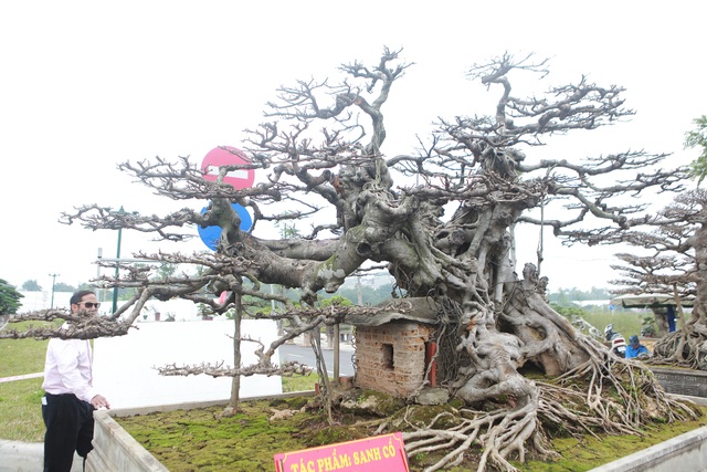 Đã mắt với vẻ kỳ quái, hầm hố của “siêu cây, trả bao nhiêu cũng không bán - 5 Đã mắt với vẻ kỳ quái, hầm hố của “siêu cây, trả bao nhiêu cũng không bán - 5