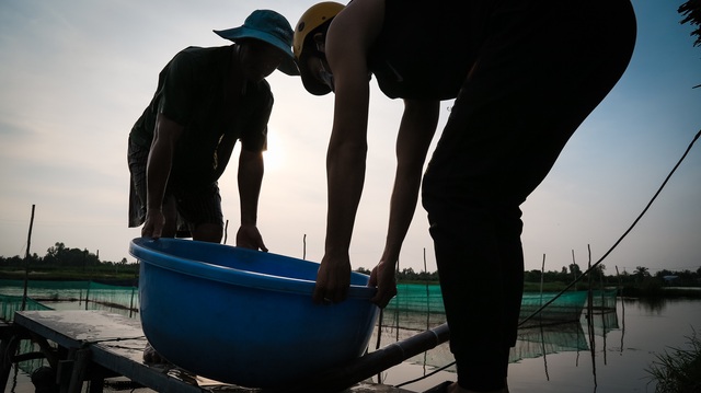 Nuôi cá quý tộc thu hàng trăm triệu mỗi năm - 11 Nuôi cá quý tộc thu hàng trăm triệu mỗi năm - 11