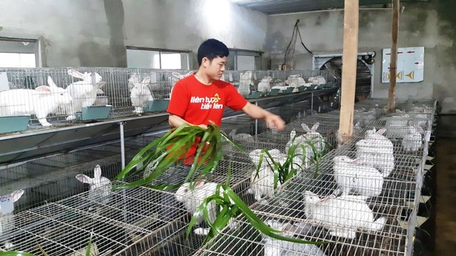 Mỗi năm bỏ túi hơn 500 triệu đồng nhờ nuôi thỏ New Zealand - 4 Mỗi năm bỏ túi hơn 500 triệu đồng nhờ nuôi thỏ New Zealand - 4