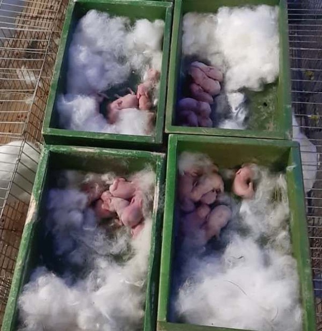 Mỗi năm bỏ túi hơn 500 triệu đồng nhờ nuôi thỏ New Zealand - 3 Mỗi năm bỏ túi hơn 500 triệu đồng nhờ nuôi thỏ New Zealand - 3