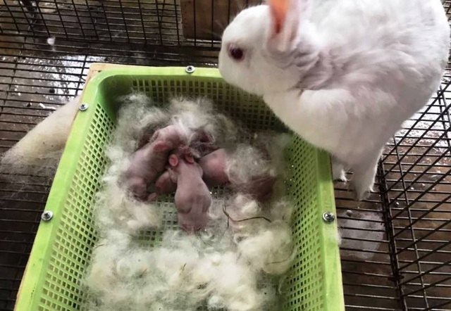 Mỗi năm bỏ túi hơn 500 triệu đồng nhờ nuôi thỏ New Zealand - 2 Mỗi năm bỏ túi hơn 500 triệu đồng nhờ nuôi thỏ New Zealand - 2