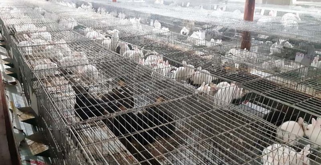 Mỗi năm bỏ túi hơn 500 triệu đồng nhờ nuôi thỏ New Zealand - 1 Mỗi năm bỏ túi hơn 500 triệu đồng nhờ nuôi thỏ New Zealand - 1