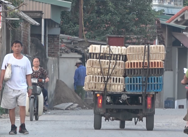 Kinh hãi cảnh công nông “ăn gà” lộng hành ở ngoại thành Hà Nội - 2 Kinh hãi cảnh công nông “ăn gà” lộng hành ở ngoại thành Hà Nội - 2