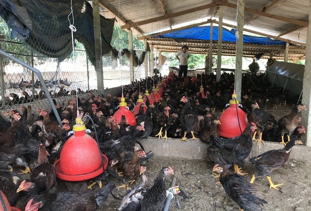 Nuôi gà thả rông, kiếm tiền tỷ mỗi năm - 3 Nuôi gà thả rông, kiếm tiền tỷ mỗi năm - 3