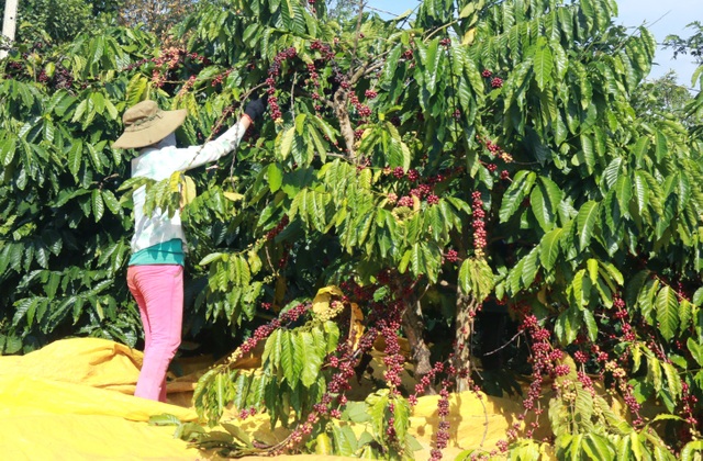 Chi cả chục triệu đồng/vụ, nhiều chủ vườn vẫn thiếu lao động hái cà phê - 2 Chi cả chục triệu đồng/vụ, nhiều chủ vườn vẫn thiếu lao động hái cà phê - 2