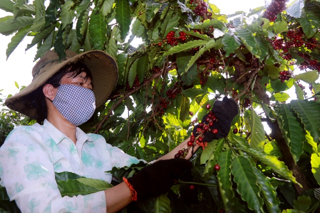 Chi cả chục triệu đồng/vụ, nhiều chủ vườn vẫn thiếu lao động hái cà phê - 1 Chi cả chục triệu đồng/vụ, nhiều chủ vườn vẫn thiếu lao động hái cà phê - 1