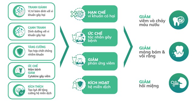 Men vi sinh nha khoa - Giải pháp mới cho bệnh viêm nha chu - 2 Men vi sinh nha khoa - Giải pháp mới cho bệnh viêm nha chu - 2