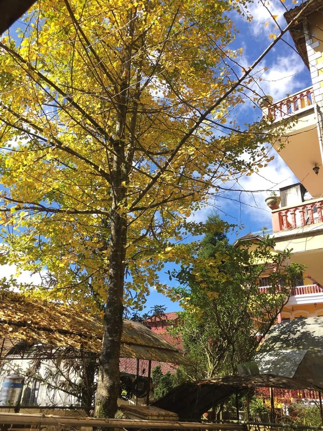 The beautiful golden leaf trees in Sa Pa attract visitors to check-in - 2