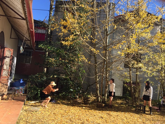 The beautiful yellow leaf trees in Sa Pa attract visitors to check-in - 3