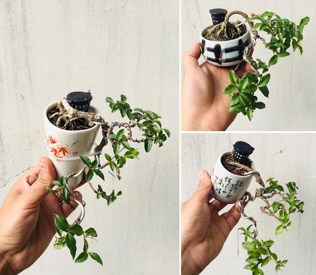 Cây “tí hon” nằm gọn lỏn trong bàn tay, khách chịu chơi chi cả chục triệu mua về ngắm - 2 Cây “tí hon” nằm gọn lỏn trong bàn tay, khách chịu chơi chi cả chục triệu mua về ngắm - 2