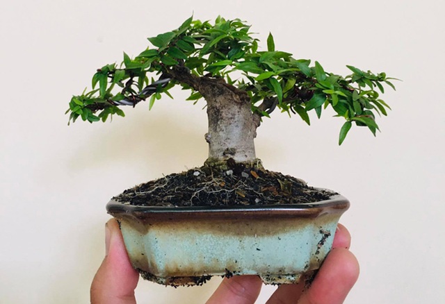 Cây “tí hon” nằm gọn lỏn trong bàn tay, khách chịu chơi chi cả chục triệu mua về ngắm - 3 Cây “tí hon” nằm gọn lỏn trong bàn tay, khách chịu chơi chi cả chục triệu mua về ngắm - 3