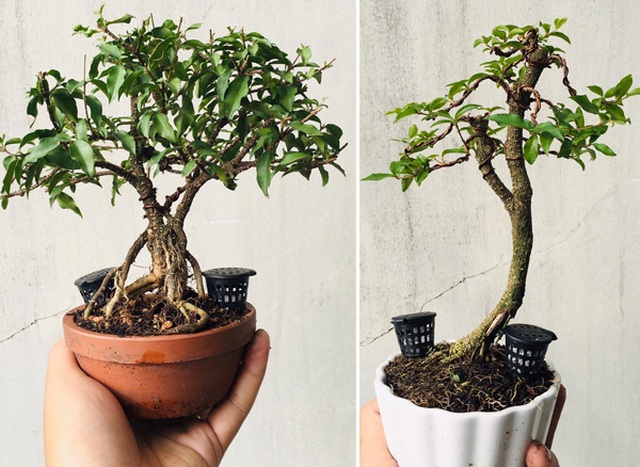 Cây “tí hon” nằm gọn lỏn trong bàn tay, khách chịu chơi chi cả chục triệu mua về ngắm - 4 Cây “tí hon” nằm gọn lỏn trong bàn tay, khách chịu chơi chi cả chục triệu mua về ngắm - 4