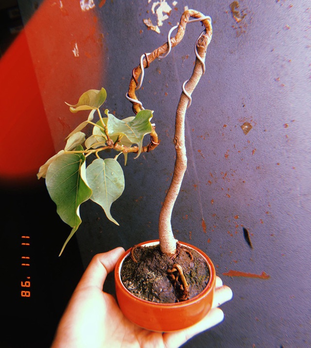 Cây “tí hon” nằm gọn lỏn trong bàn tay, khách chịu chơi chi cả chục triệu mua về ngắm - 5 Cây “tí hon” nằm gọn lỏn trong bàn tay, khách chịu chơi chi cả chục triệu mua về ngắm - 5