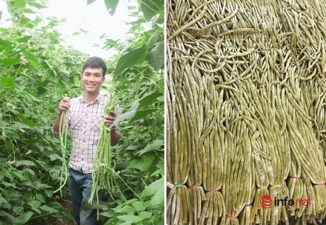 9X chế biến món ăn lạ từ bí đỏ và đậu đũa muối chua, xuất khẩu thu tiền tỷ - 3 9X chế biến món ăn lạ từ bí đỏ và đậu đũa muối chua, xuất khẩu thu tiền tỷ - 3