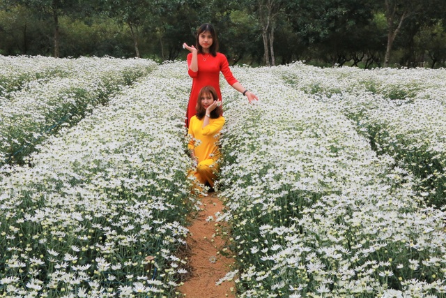 Chrysanthemum garden attracts thousands of people who come to take pictures and do not want to return to Ninh Binh - 2