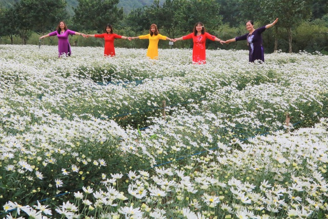 Chrysanthemum garden attracts thousands of people who come to take pictures and do not want to return to Ninh Binh - 1