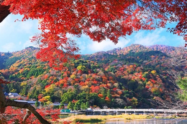 Đến Tokyo vào mùa thu, dự lễ hội lá phong nổi tiếng nhất nước Nhật - 2 Đến Tokyo vào mùa thu, dự lễ hội lá phong nổi tiếng nhất nước Nhật - 2