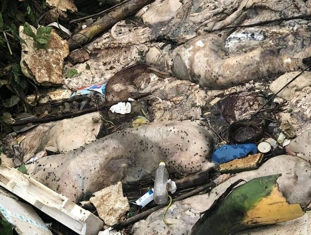 Kinh hãi nhiều xác lợn chết nổi trên sông Hương, ngay gần lò mổ - 3