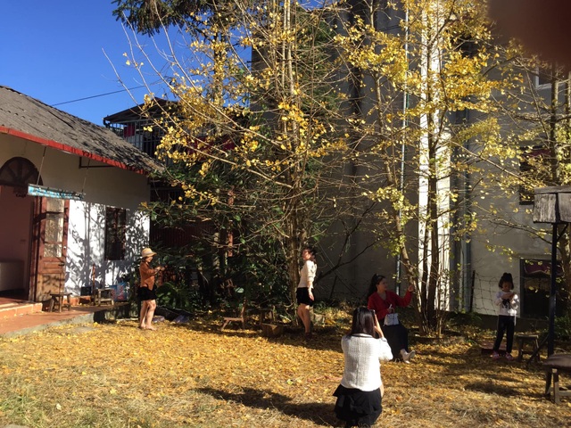 The beautiful yellow leaf trees in Sa Pa attract visitors to check-in - 7