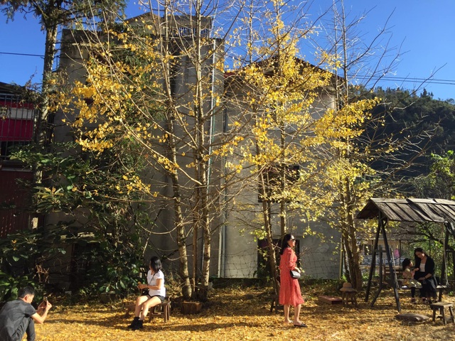 The beautiful golden leaf trees in Sa Pa attract visitors to check-in - 5