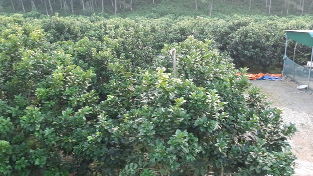 Thu hơn 1 tỷ đồng/năm từ cây bưởi da xanh trên đất cằn - 5 Thu hơn 1 tỷ đồng/năm từ cây bưởi da xanh trên đất cằn - 5