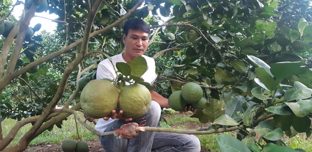 Thu hơn 1 tỷ đồng/năm từ cây bưởi da xanh trên đất cằn - 4 Thu hơn 1 tỷ đồng/năm từ cây bưởi da xanh trên đất cằn - 4