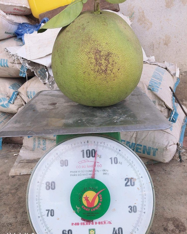 Thu hơn 1 tỷ đồng/năm từ cây bưởi da xanh trên đất cằn - 6 Thu hơn 1 tỷ đồng/năm từ cây bưởi da xanh trên đất cằn - 6