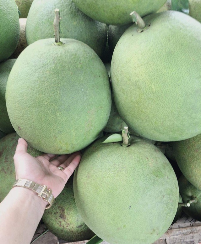 Thu hơn 1 tỷ đồng/năm từ cây bưởi da xanh trên đất cằn - 7 Thu hơn 1 tỷ đồng/năm từ cây bưởi da xanh trên đất cằn - 7