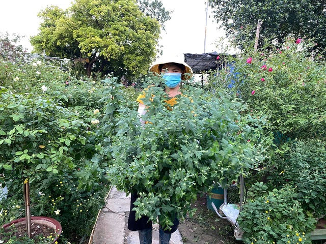 Loại cúc họa mi đặc biệt: Chơi 2 tháng mới tàn, 1 triệu đồng/chậu - 7 Loại cúc họa mi đặc biệt: Chơi 2 tháng mới tàn, 1 triệu đồng/chậu - 7