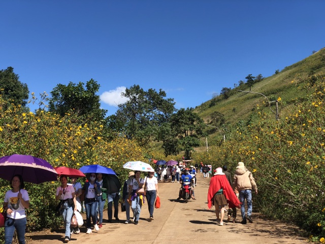 People flocked to the unique wild flower festival in Gia Lai - 3