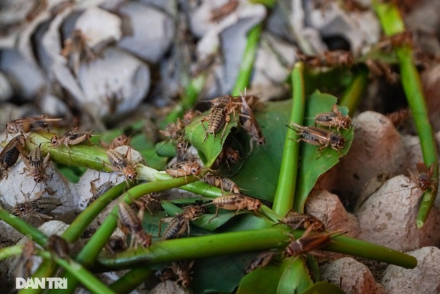 Nuôi loại con nghe đã ghê mang lại nguồn thu khủng không ngờ - 6 Nuôi loại con nghe đã ghê mang lại nguồn thu khủng không ngờ - 6