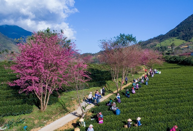 Japanese cherry blossoms blooming beautifully in the autumn sun in Sa Pa - 7