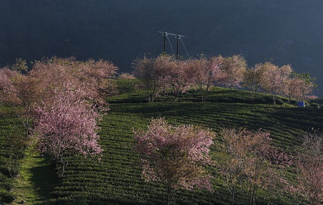 Japanese cherry blossoms bloom beautifully in the autumn sun in Sa Pa - 6