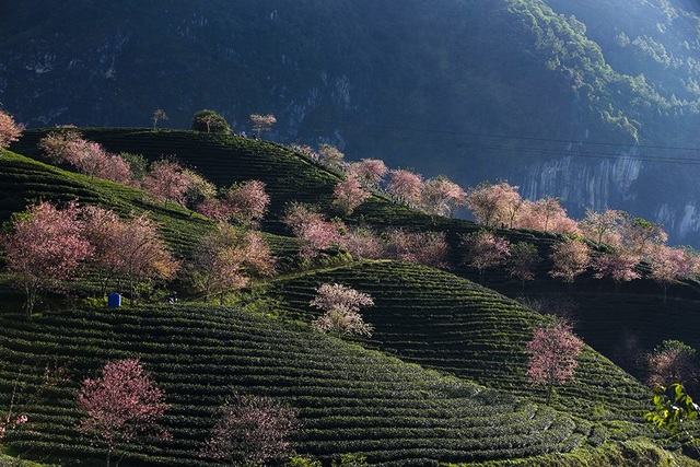 Japanese cherry blossoms blooming beautifully in the autumn sun in Sa Pa - 5