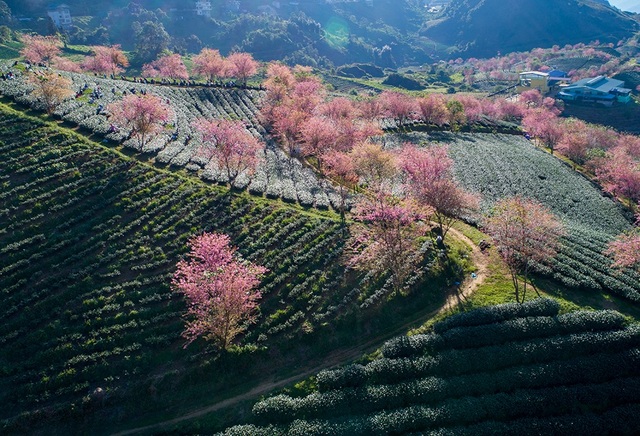 Japanese cherry blossoms bloom beautifully in the autumn sun in Sa Pa - 2