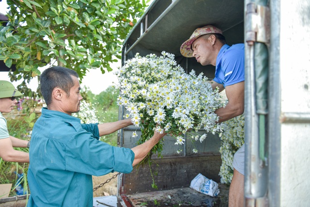 Người Nhật Tân thu bạc triệu mỗi ngày từ cúc họa mi vào mùa - 8 Người Nhật Tân thu bạc triệu mỗi ngày từ cúc họa mi vào mùa - 8